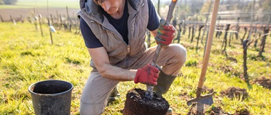Man kneeling down planting a tree