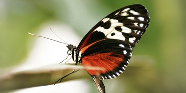 Butterfly sitting on branch
